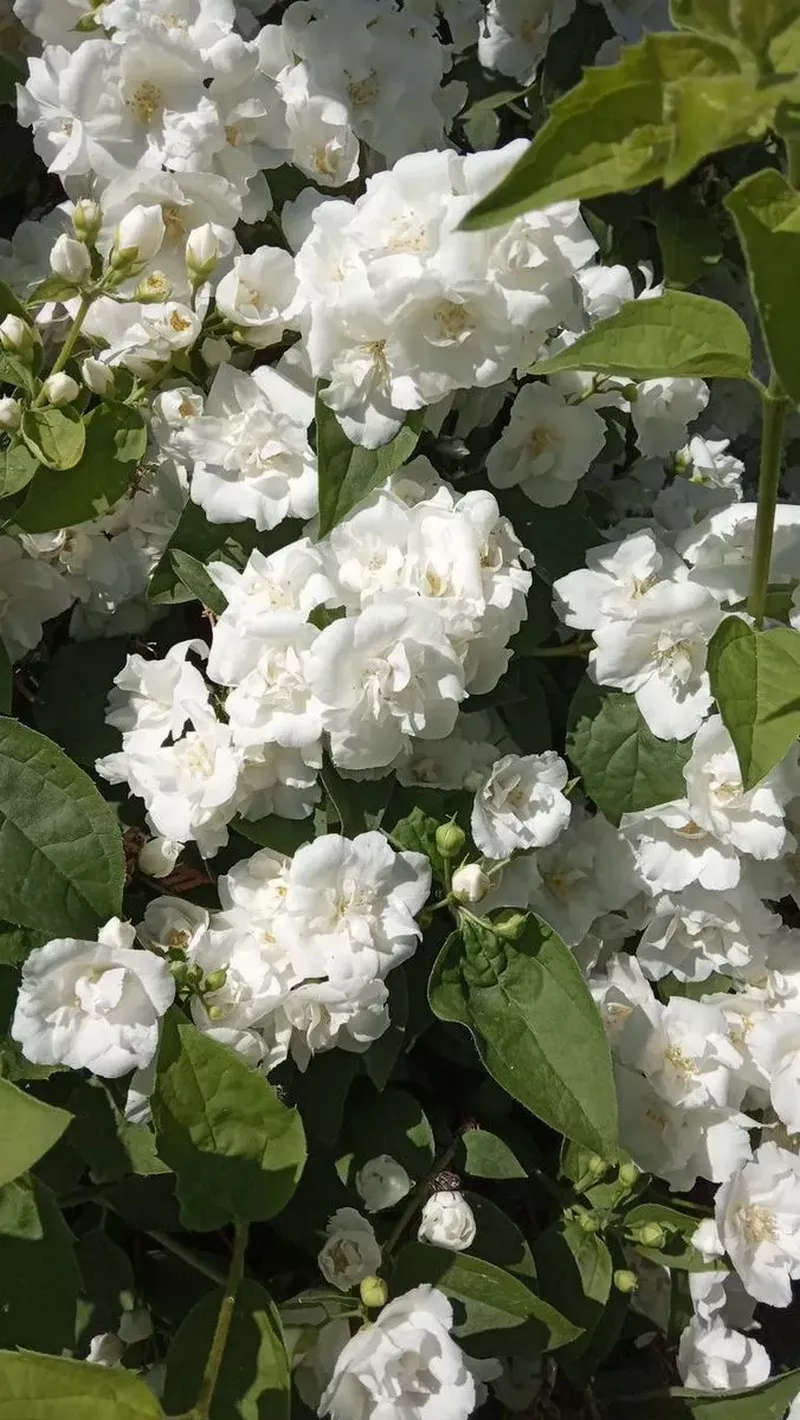 hình nền hoa nhài 12