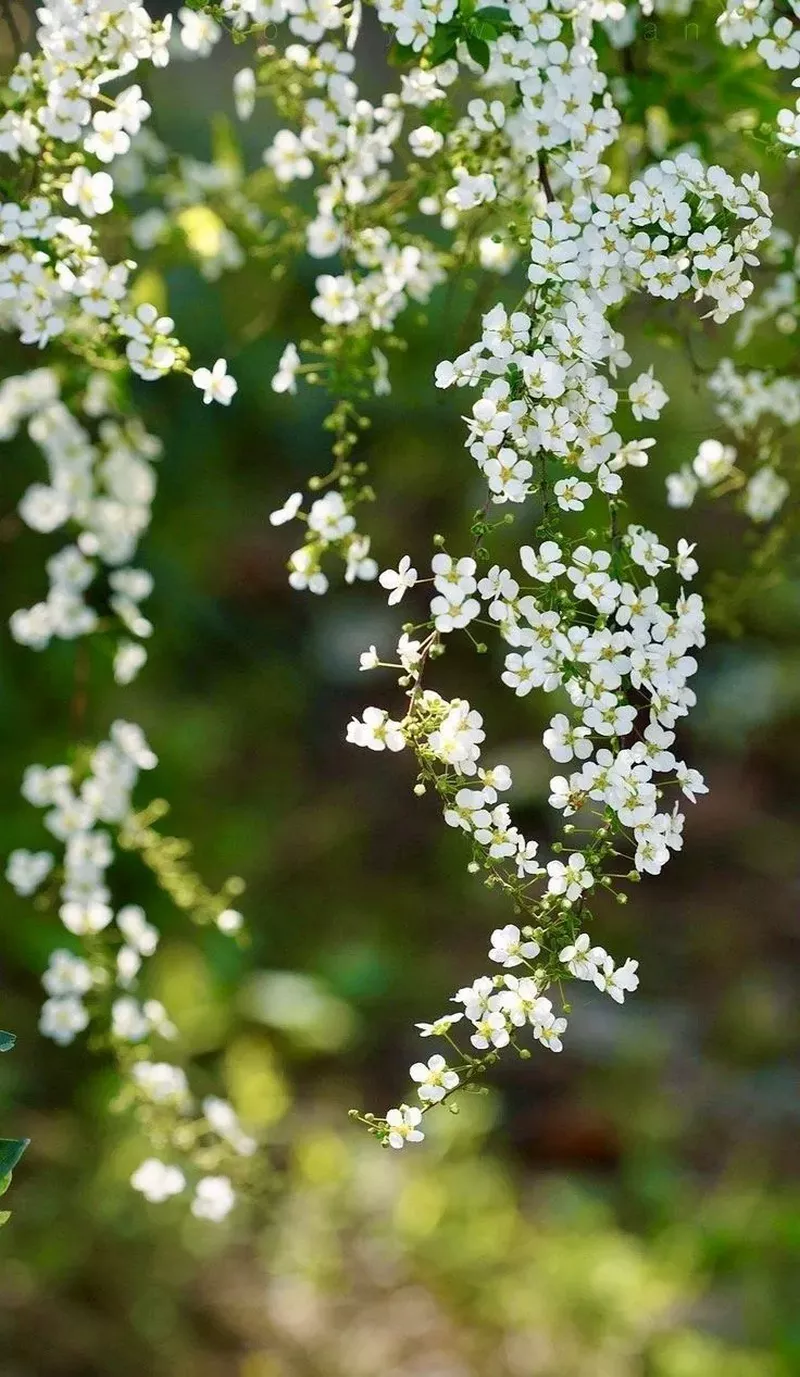 hình nền hoa nhài 13