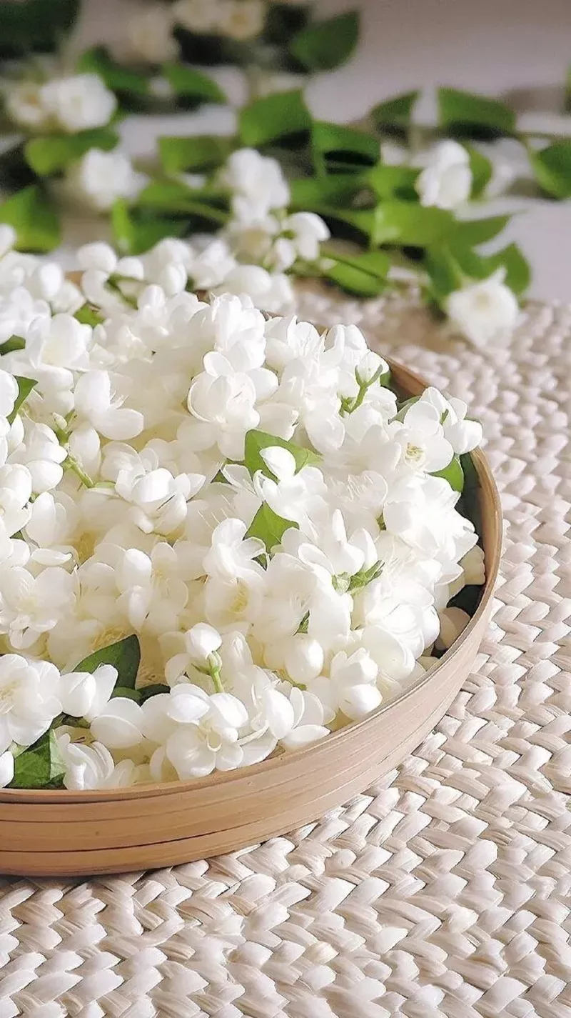 hình nền hoa nhài 14