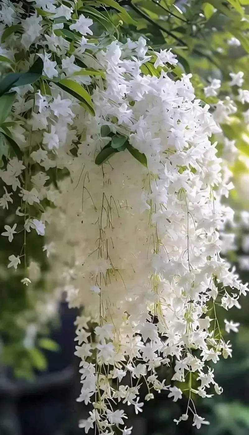 hình nền hoa nhài 16