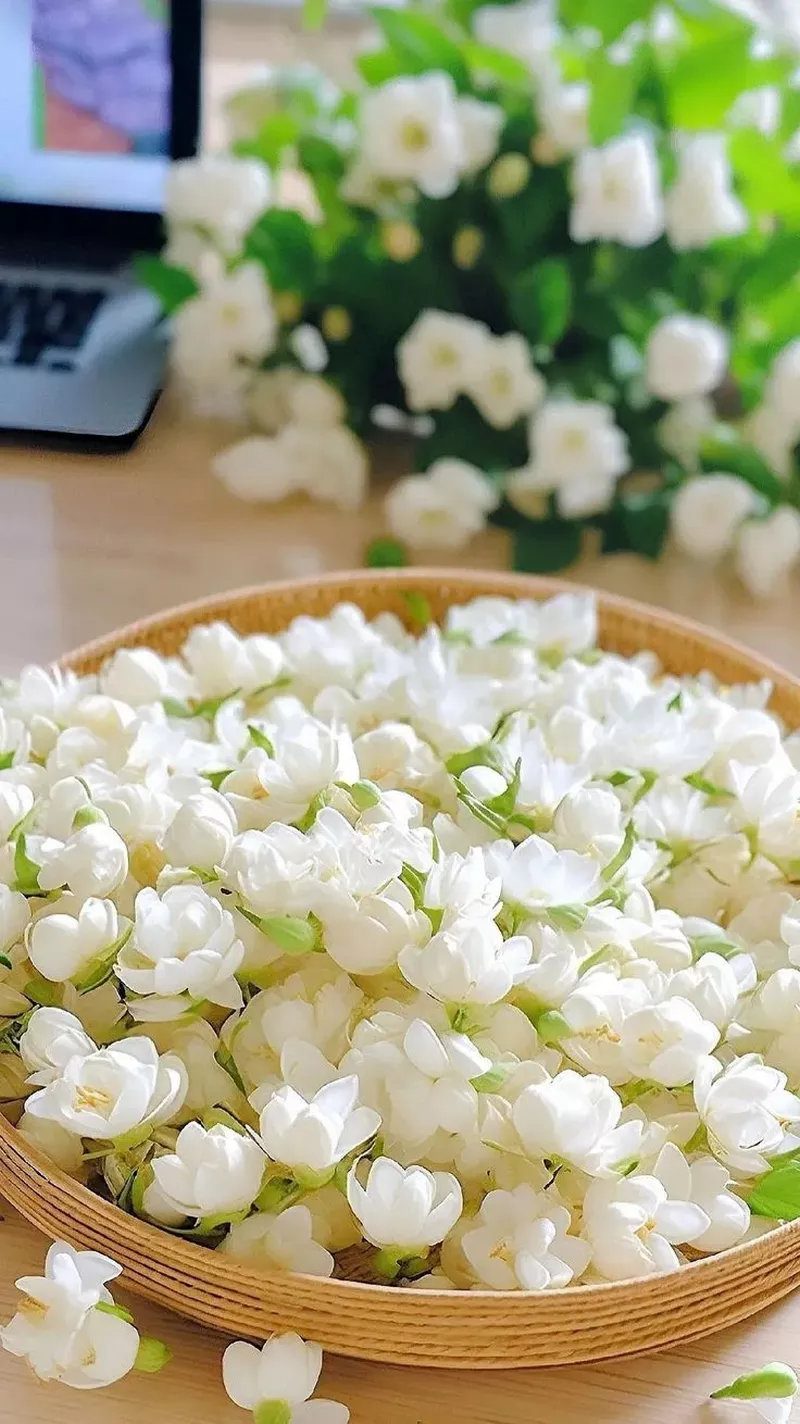 hình nền hoa nhài 18