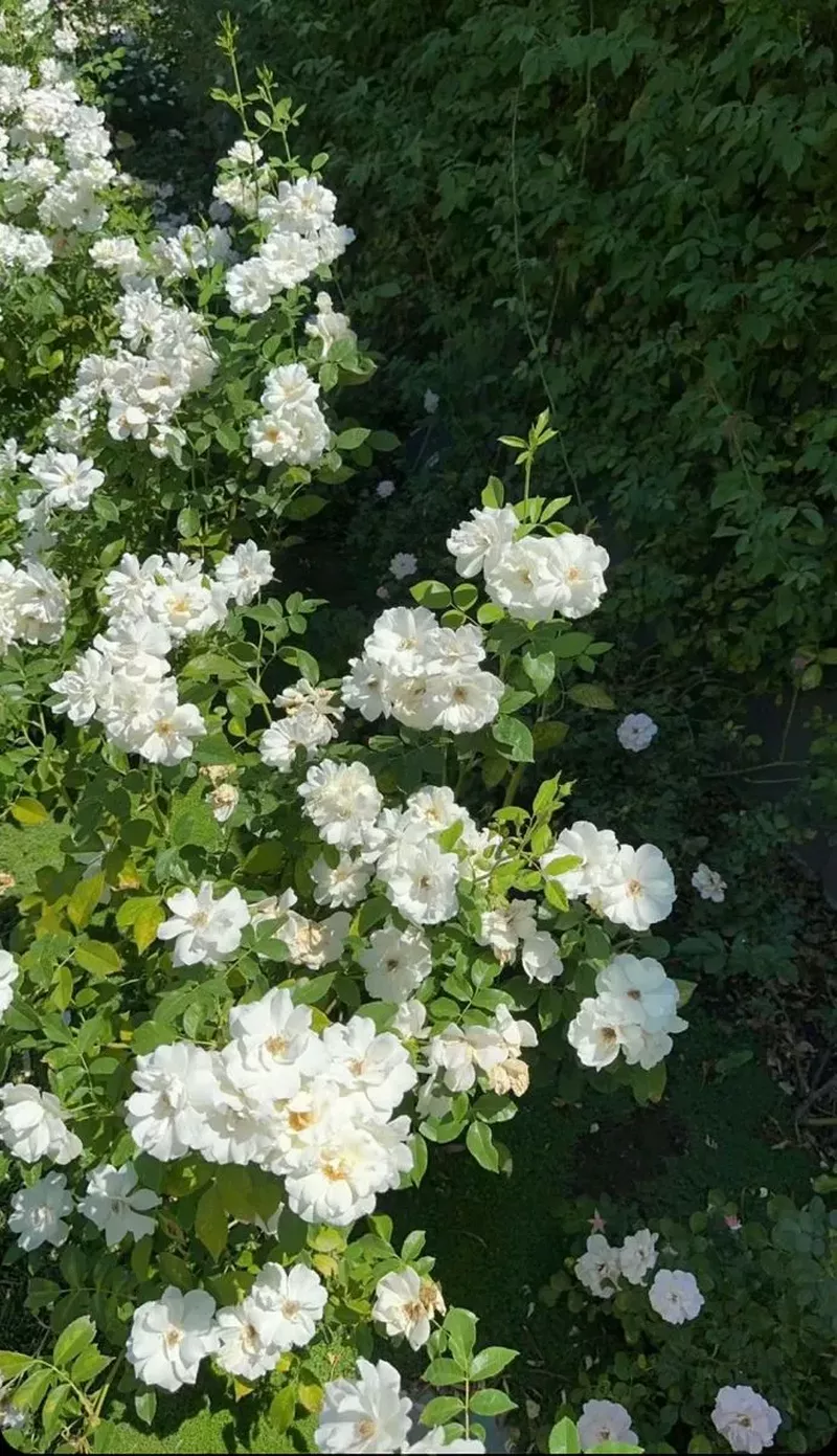 hình nền hoa nhài 2