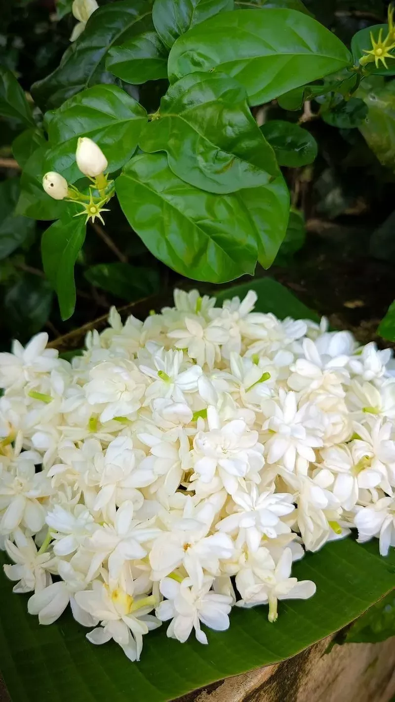 hình nền hoa nhài 25