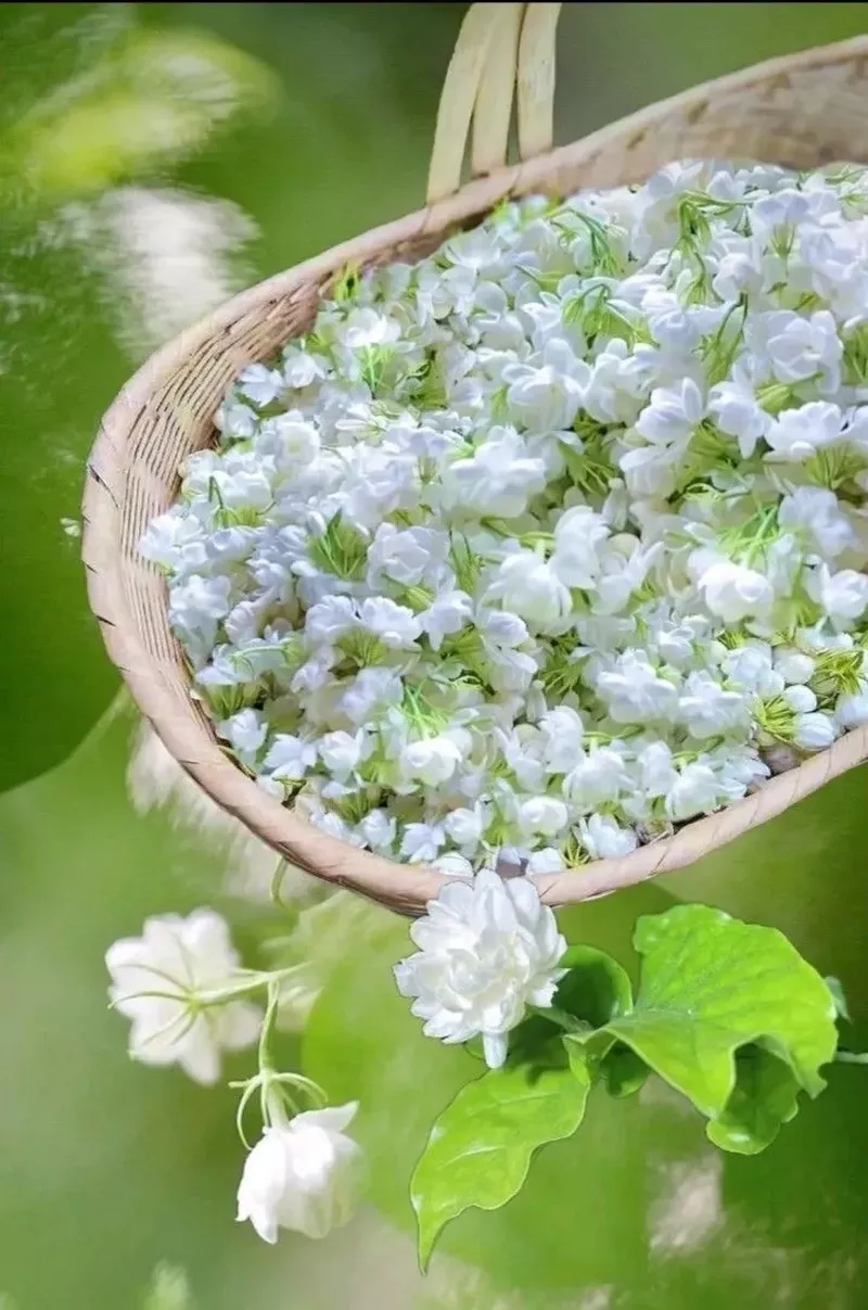 hình nền hoa nhài 27