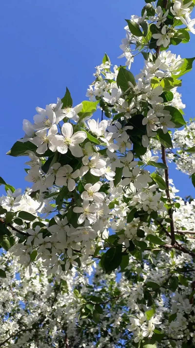 hình nền hoa nhài 3