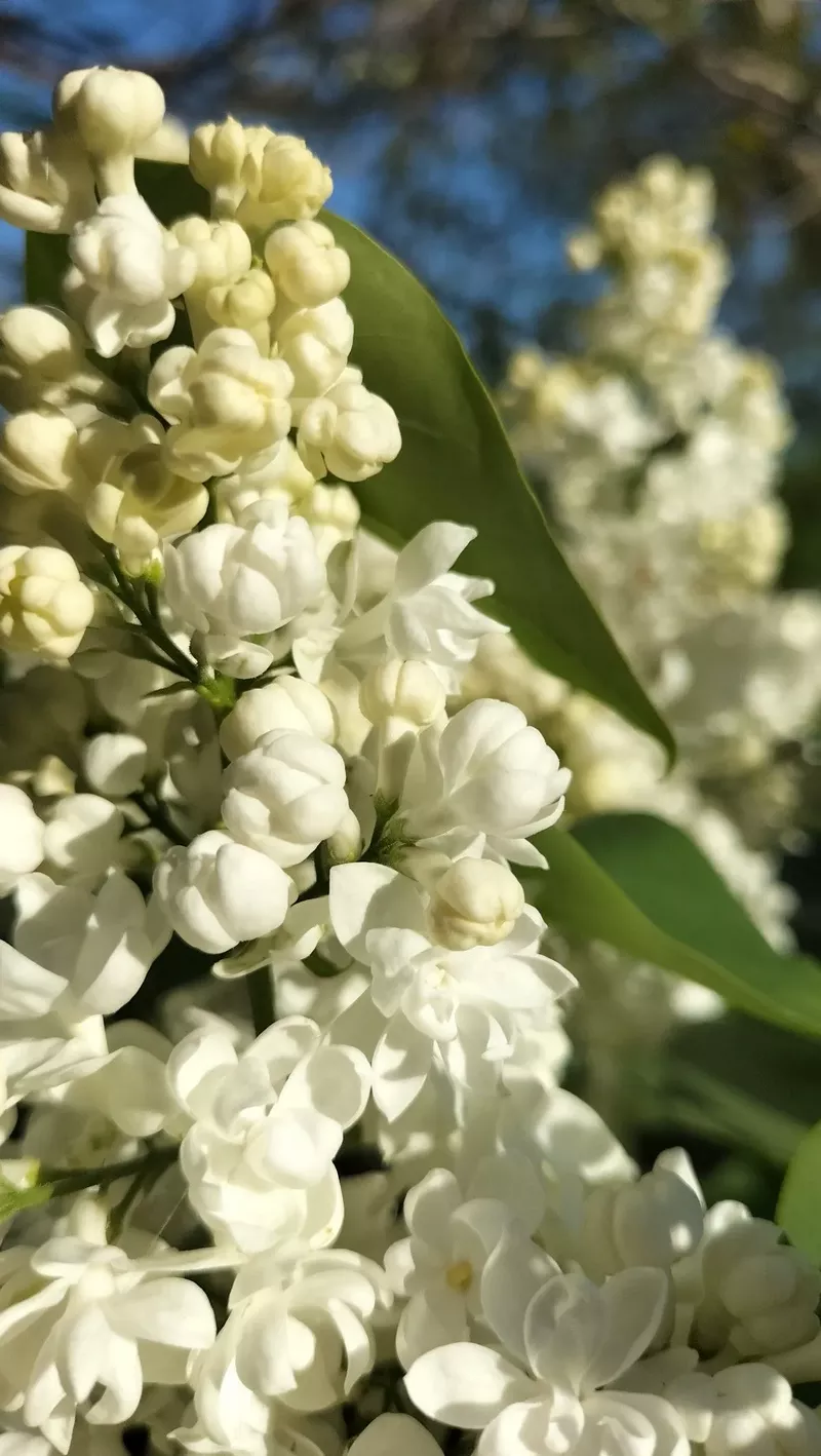 hình nền hoa nhài 31