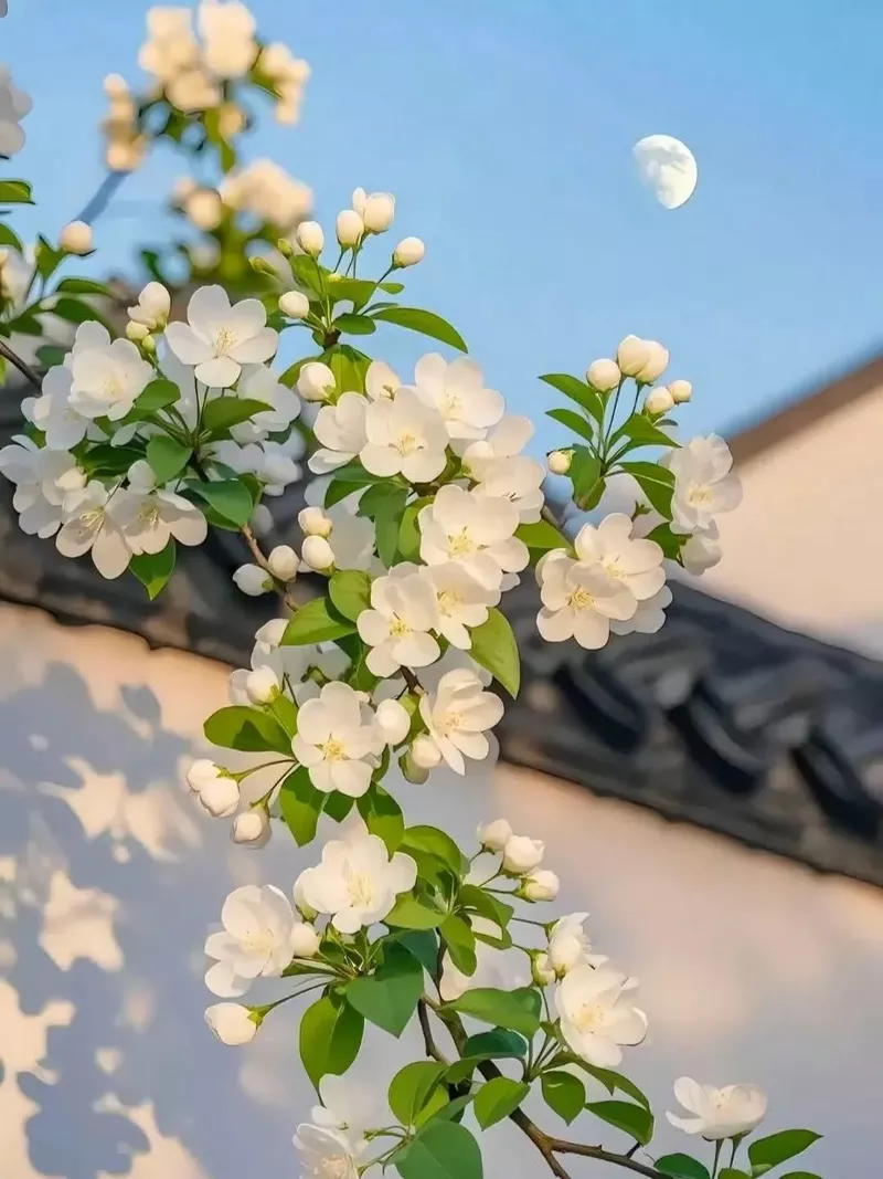 hình nền hoa nhài 32