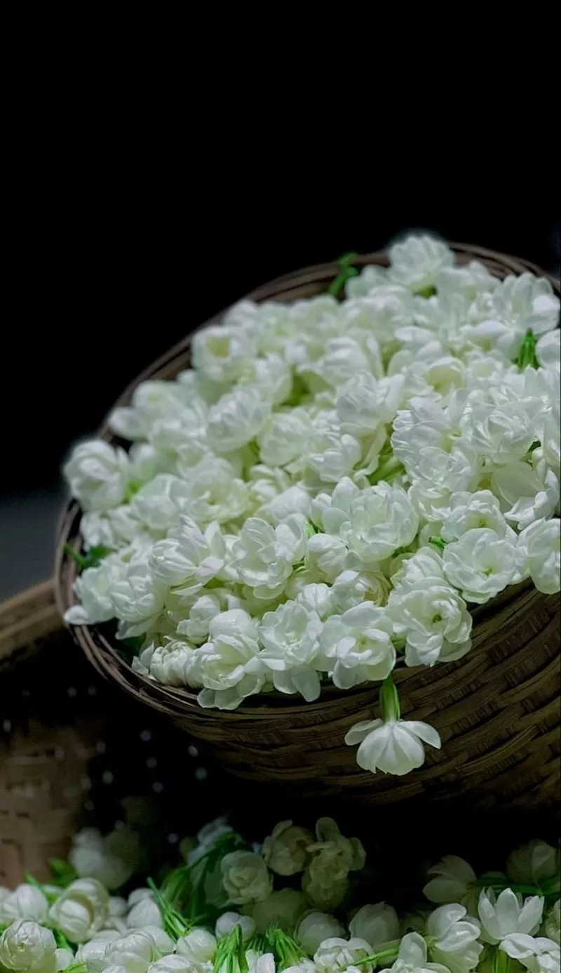 hình nền hoa nhài 36