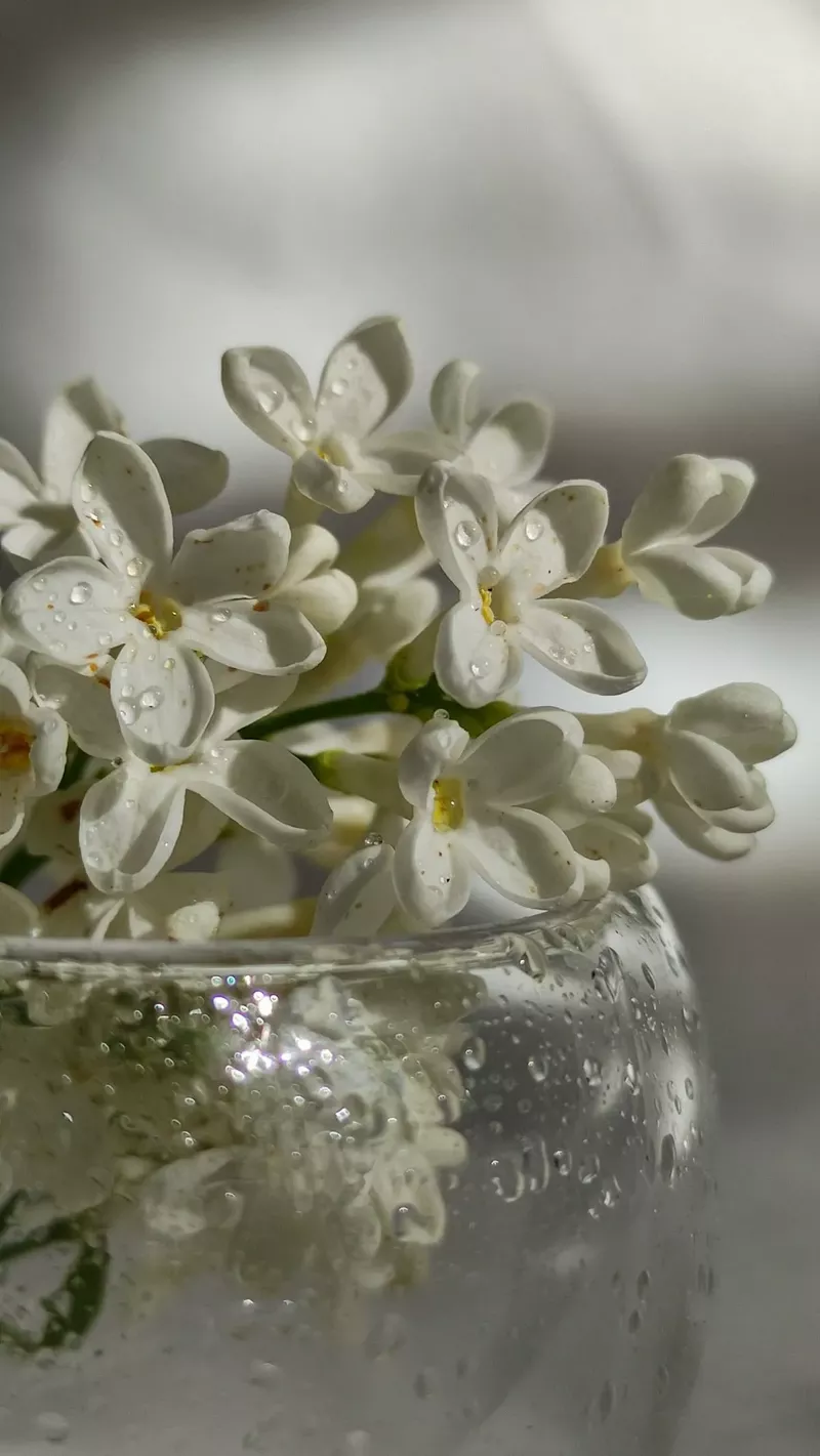 hình nền hoa nhài 38