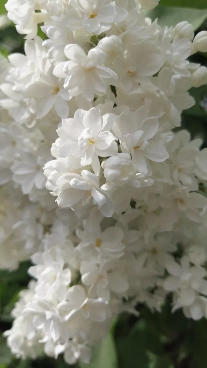 hình nền hoa nhài 39