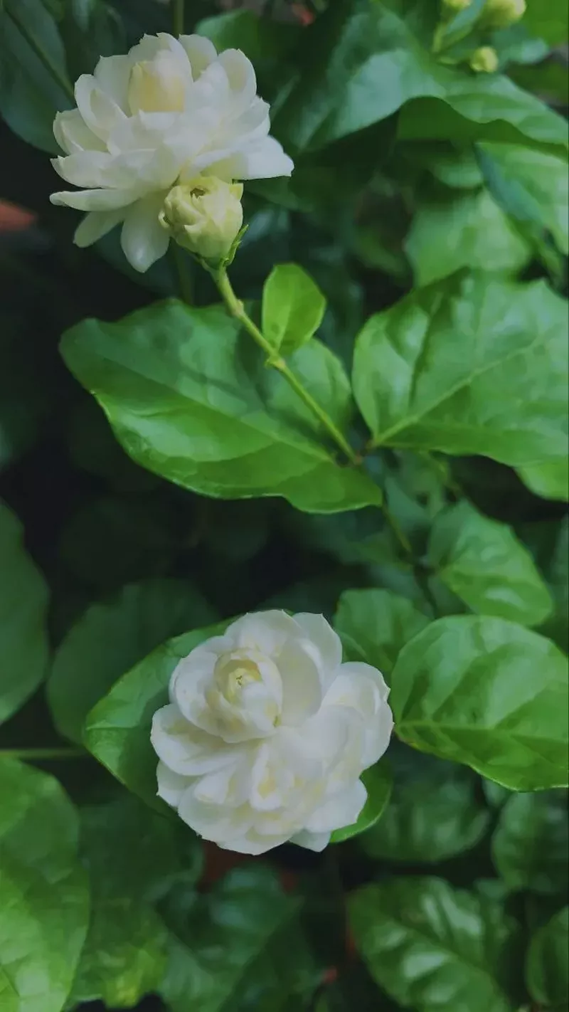 hình nền hoa nhài 42