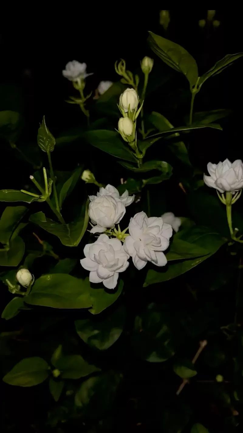 hình nền hoa nhài 43