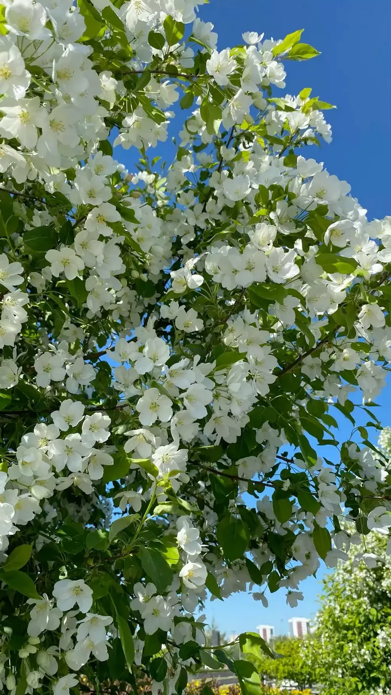 hình nền hoa nhài 44