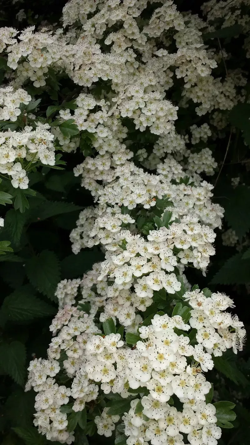 hình nền hoa nhài 45