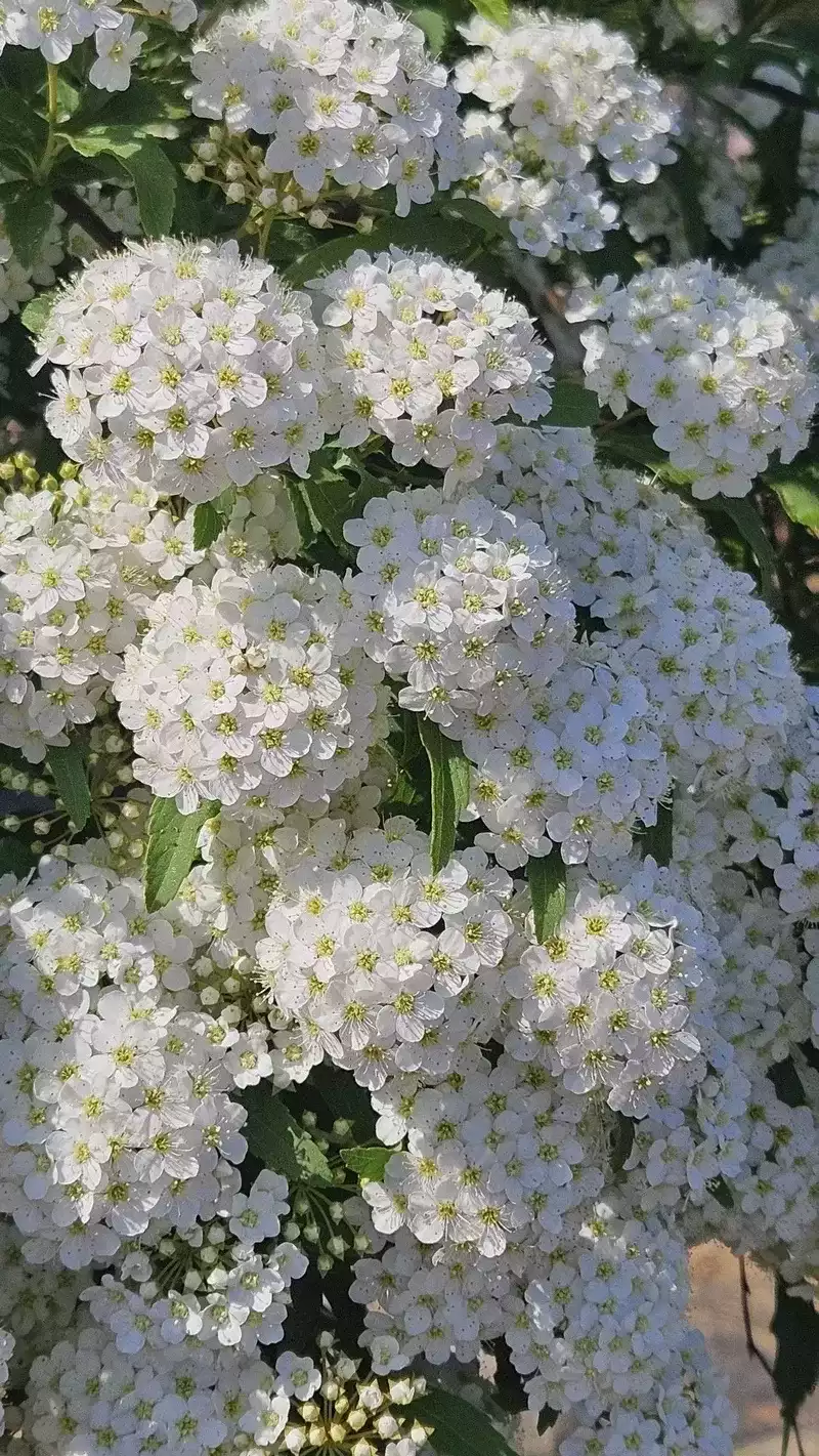 hình nền hoa nhài 50