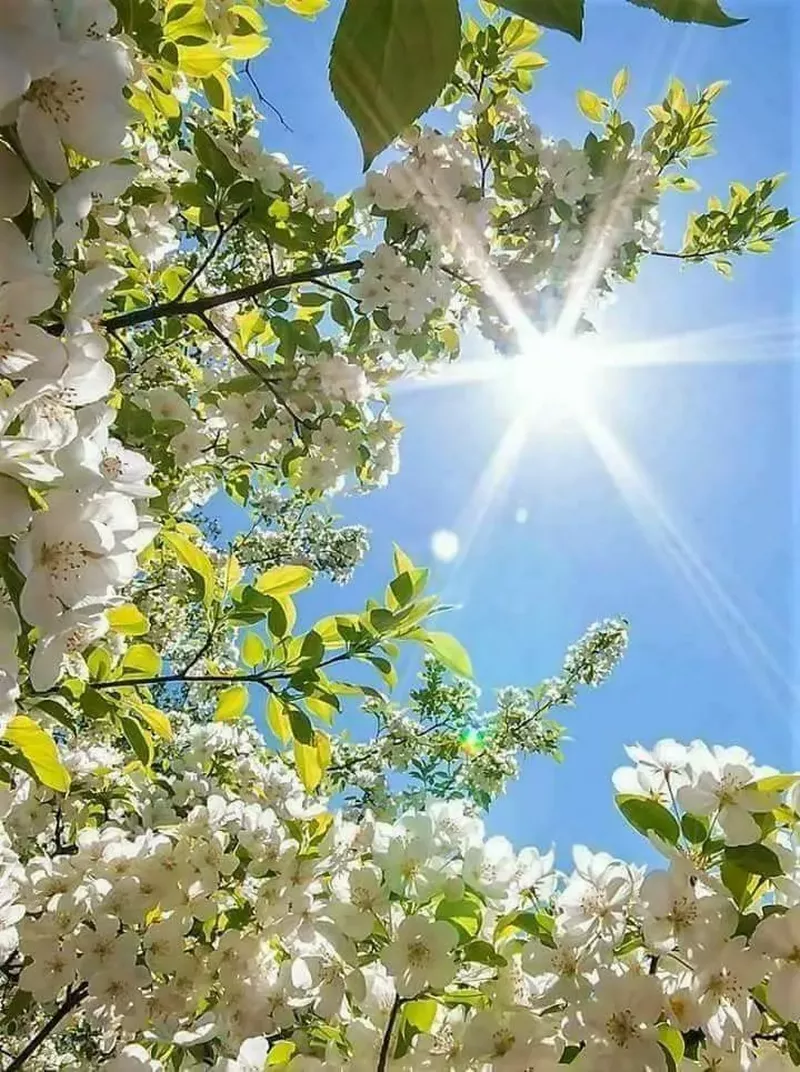 hình nền hoa nhài 6