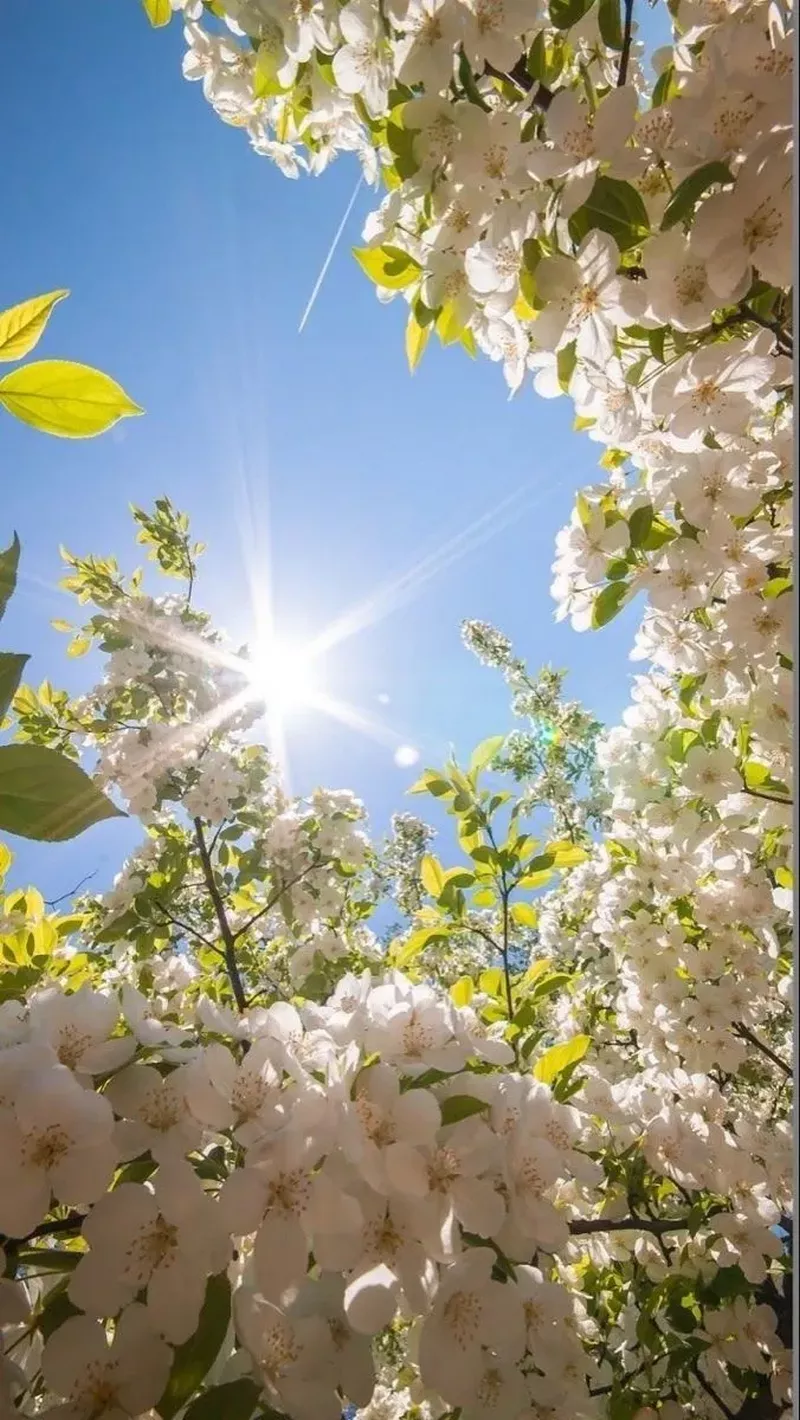 hình nền hoa nhài 9