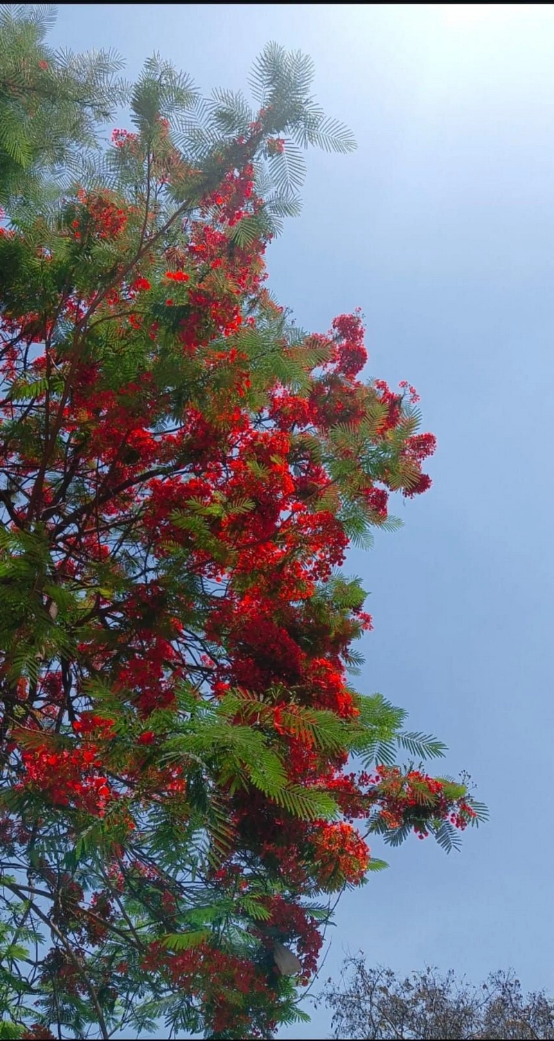 hình nền hoa phượng 1