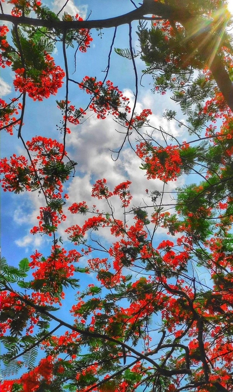 hình nền hoa phượng 10