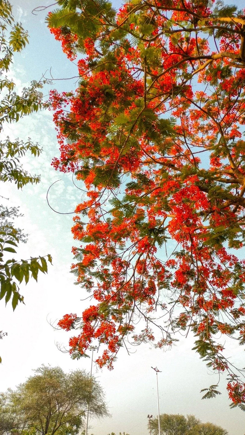 hình nền hoa phượng 11