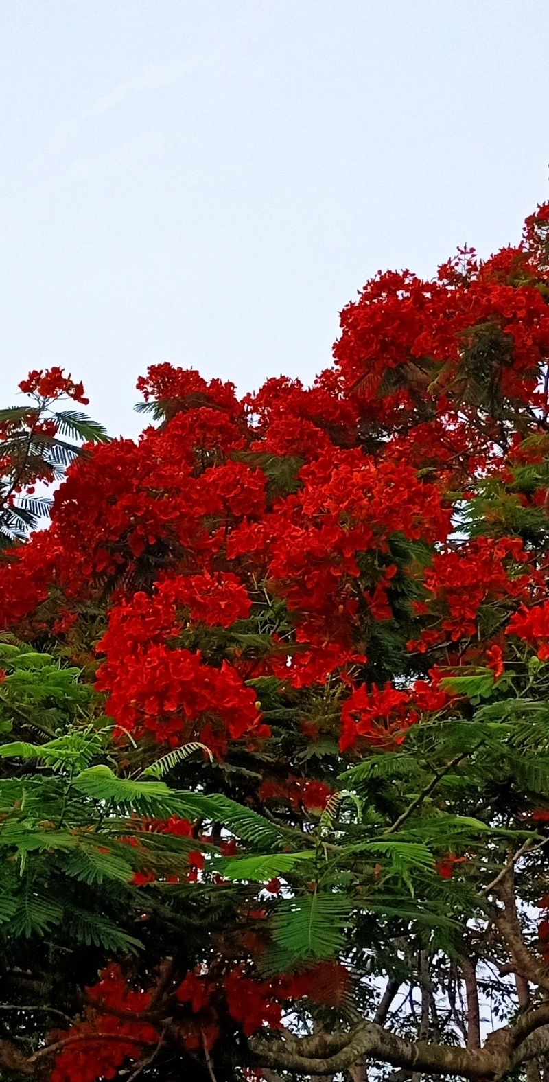 hình nền hoa phượng 12