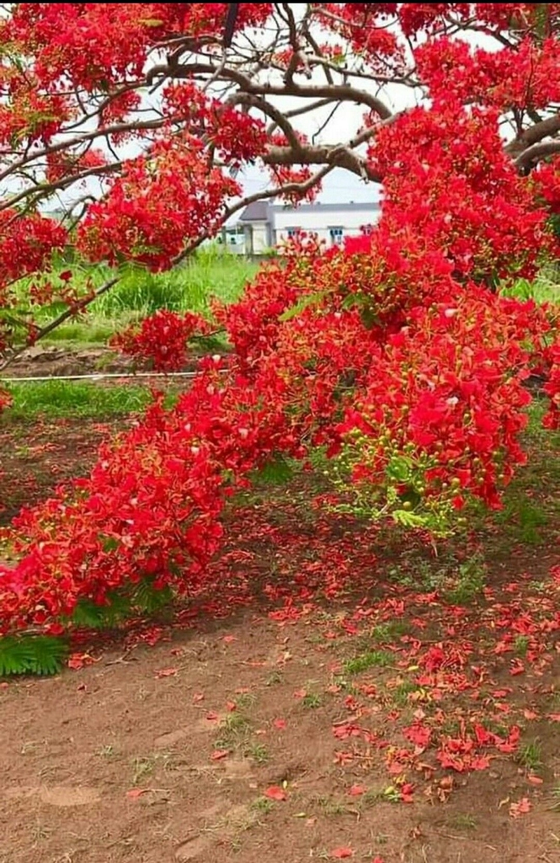 hình nền hoa phượng 13