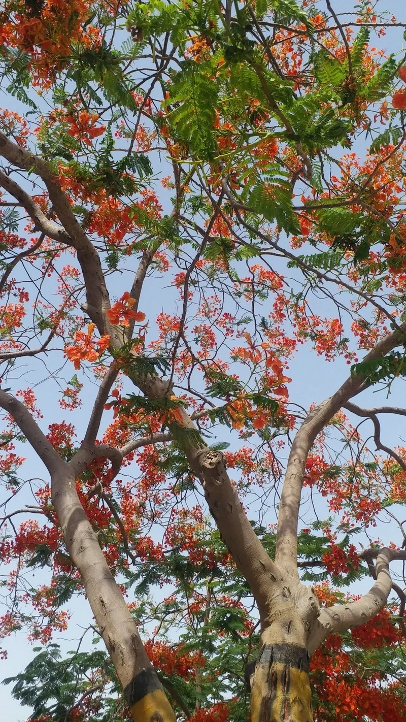 hình nền hoa phượng 16