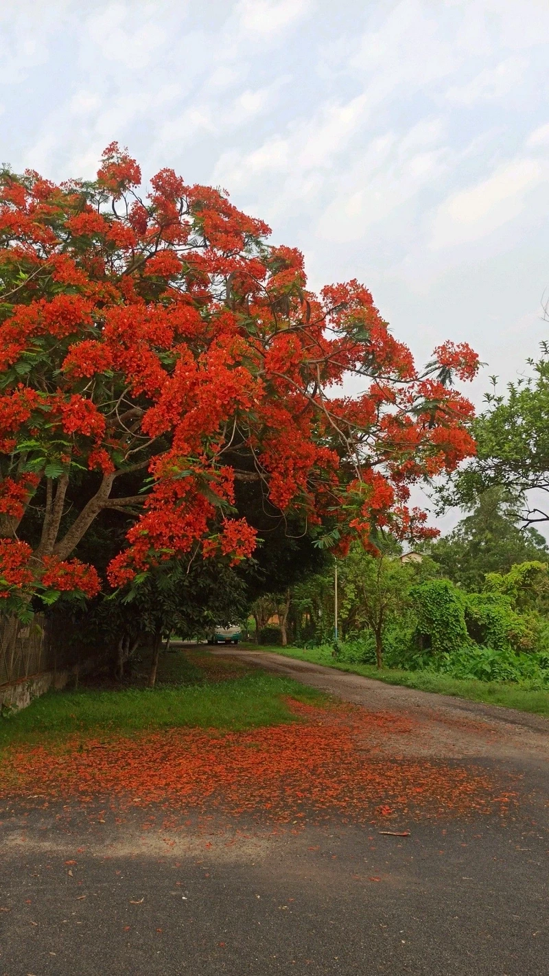 hình nền hoa phượng 17