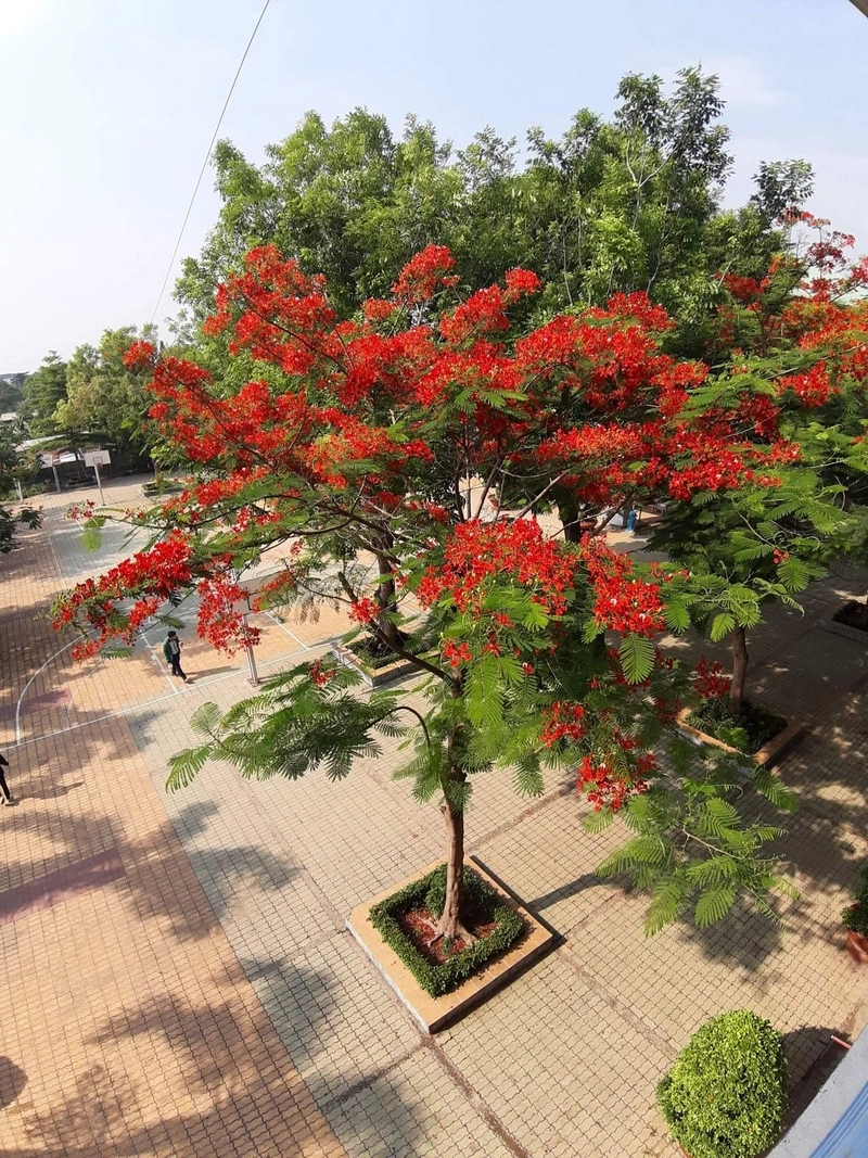 hình nền hoa phượng 18