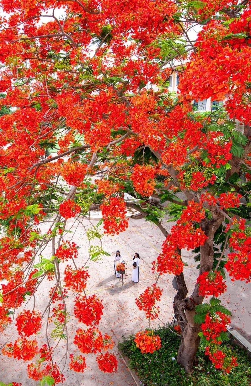 hình nền hoa phượng 19