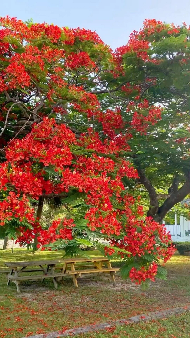 hình nền hoa phượng 20