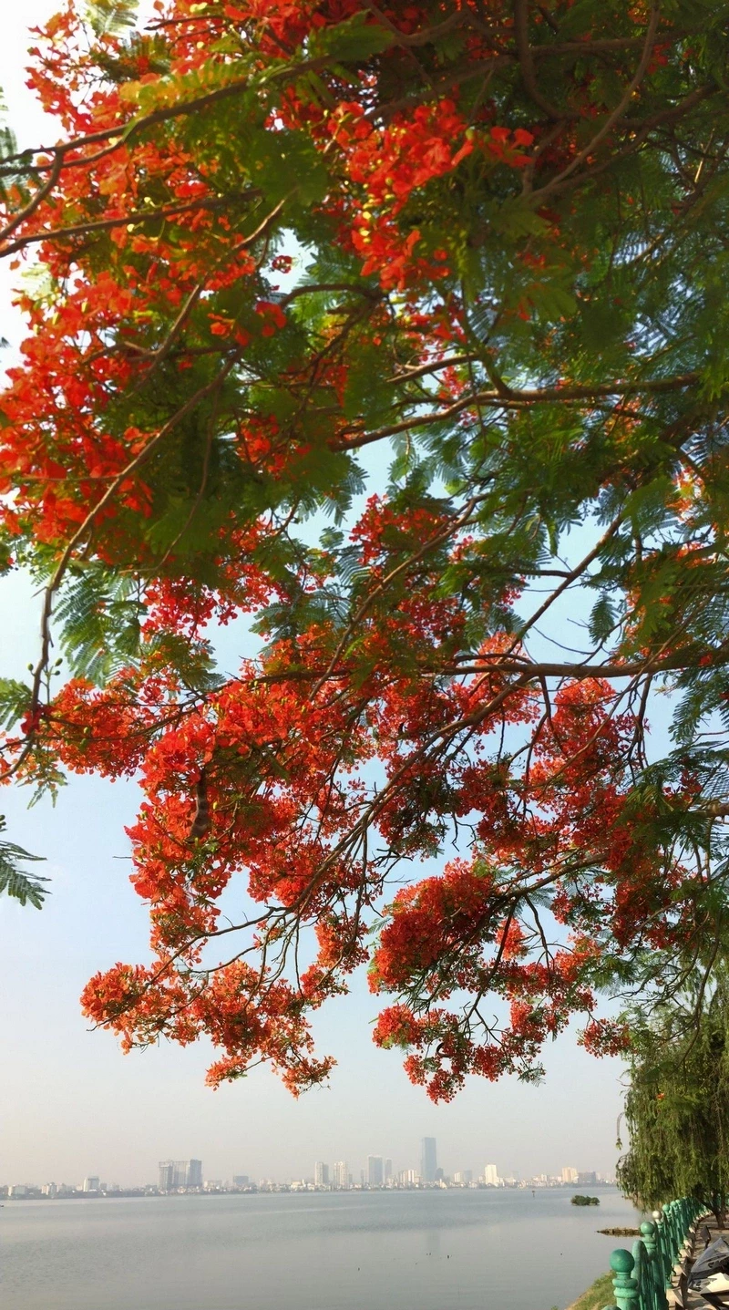 hình nền hoa phượng 21