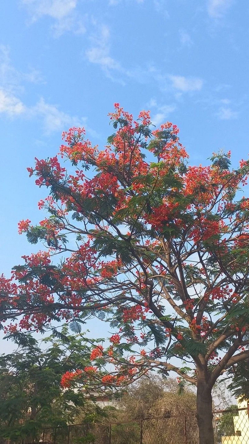 hình nền hoa phượng 22