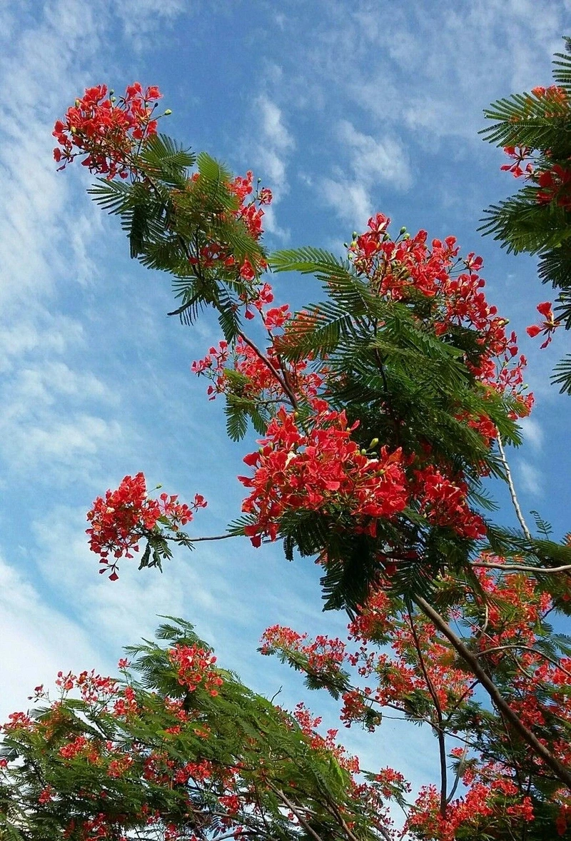 hình nền hoa phượng 23