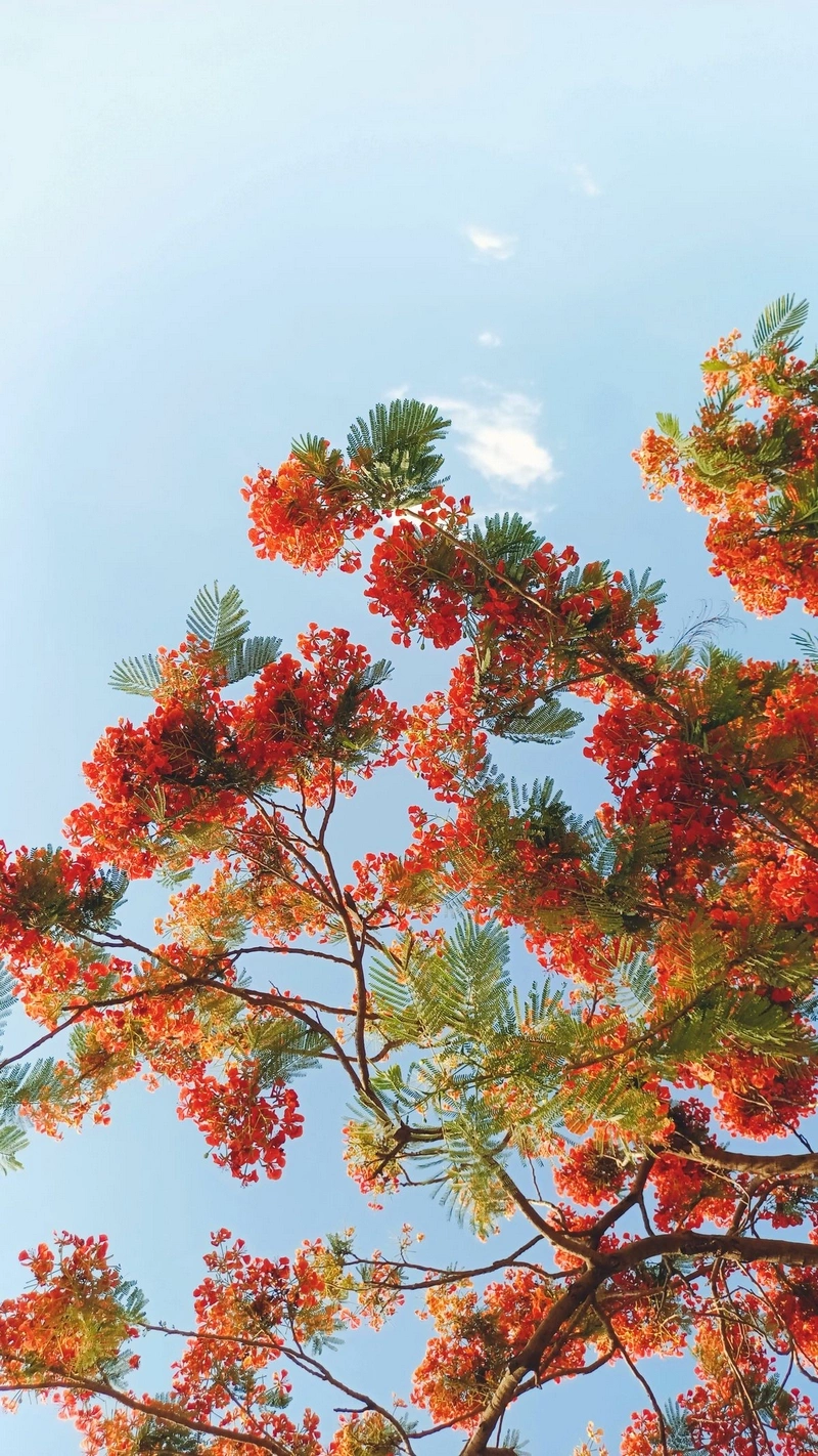 hình nền hoa phượng 24