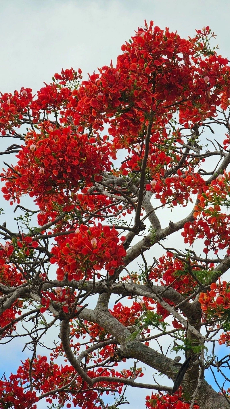 hình nền hoa phượng 26