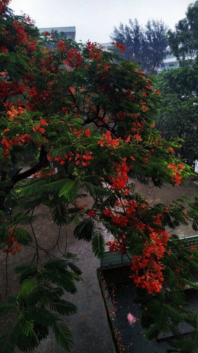 hình nền hoa phượng 27