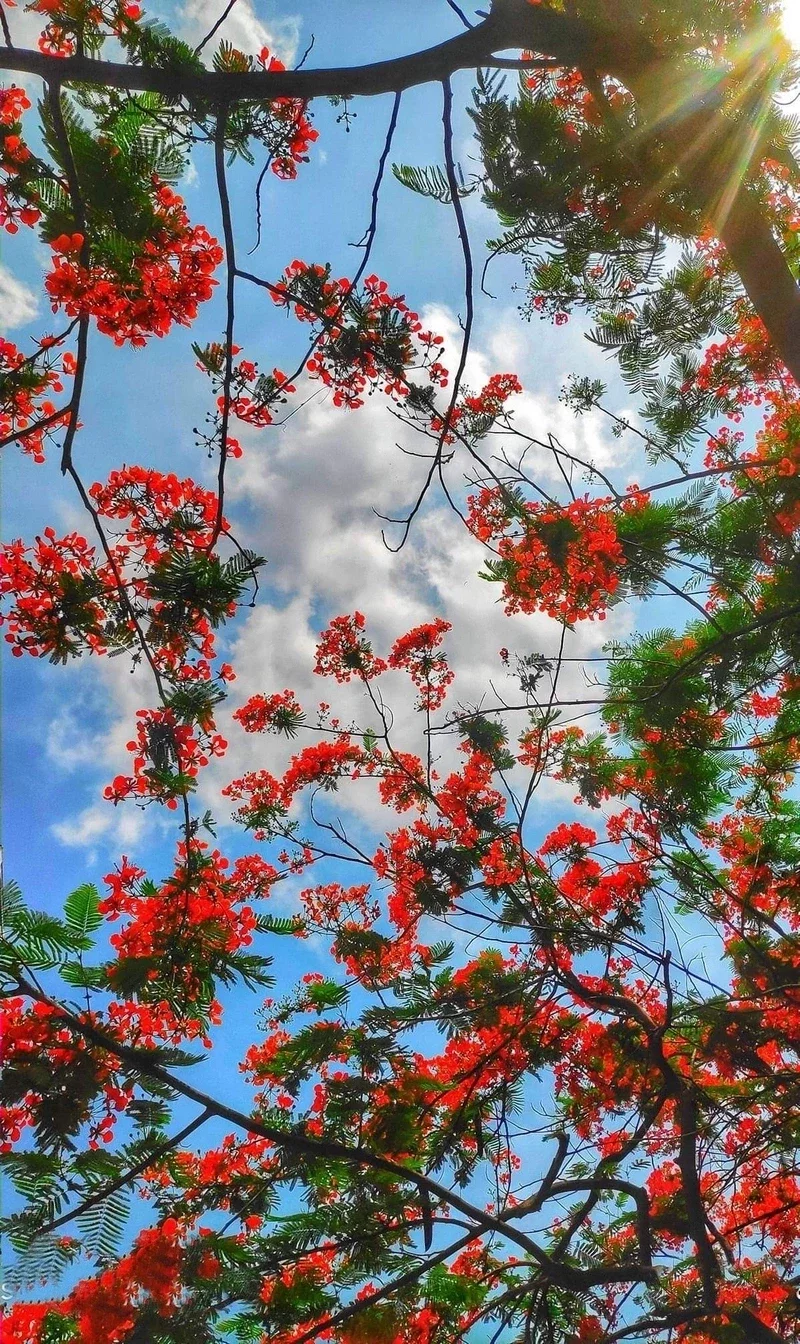 hình nền hoa phượng 28