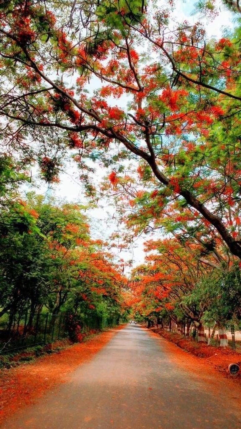 hình nền hoa phượng 30