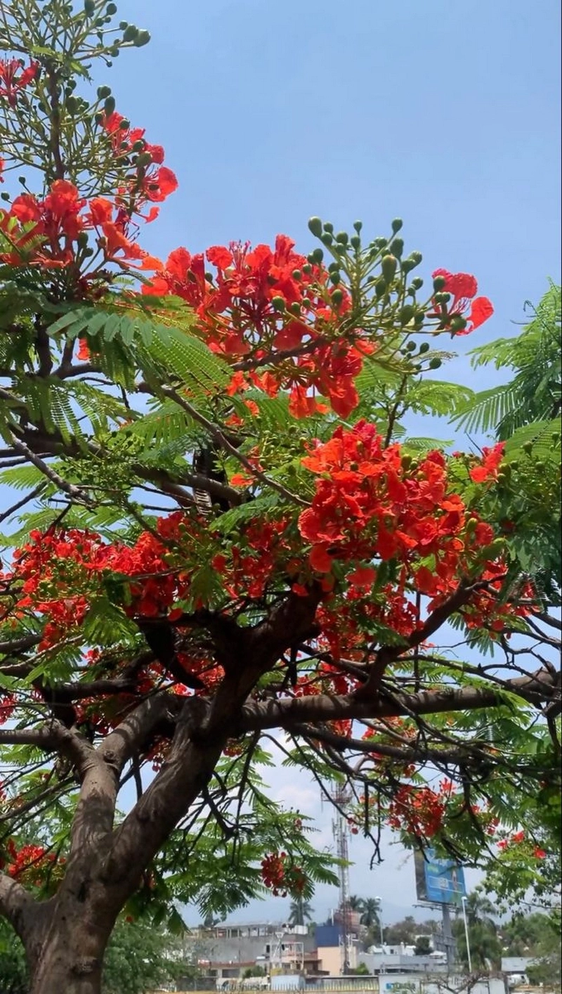 hình nền hoa phượng 32