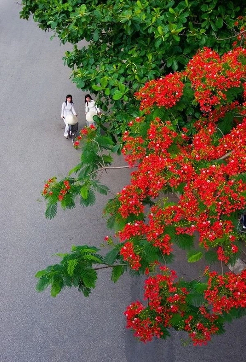 hình nền hoa phượng 33