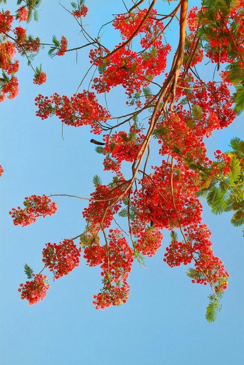 hình nền hoa phượng 34