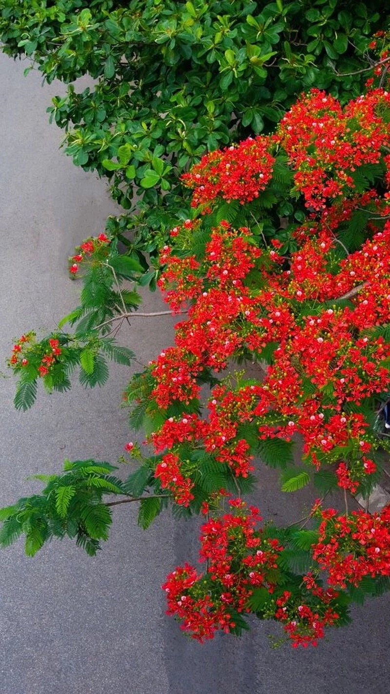 hình nền hoa phượng 35