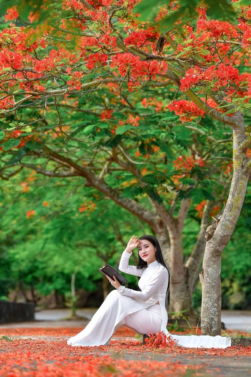 hình nền hoa phượng 38