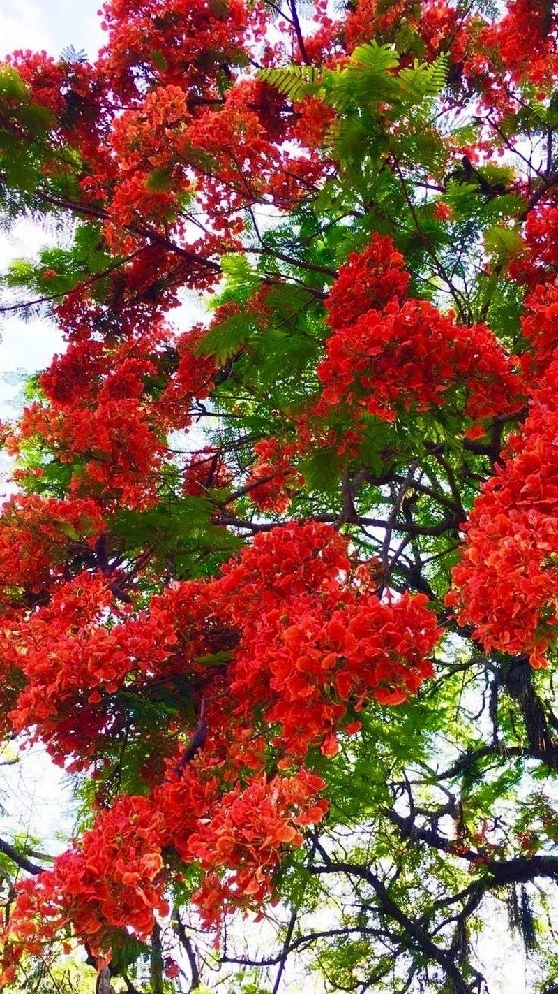 hình nền hoa phượng 4