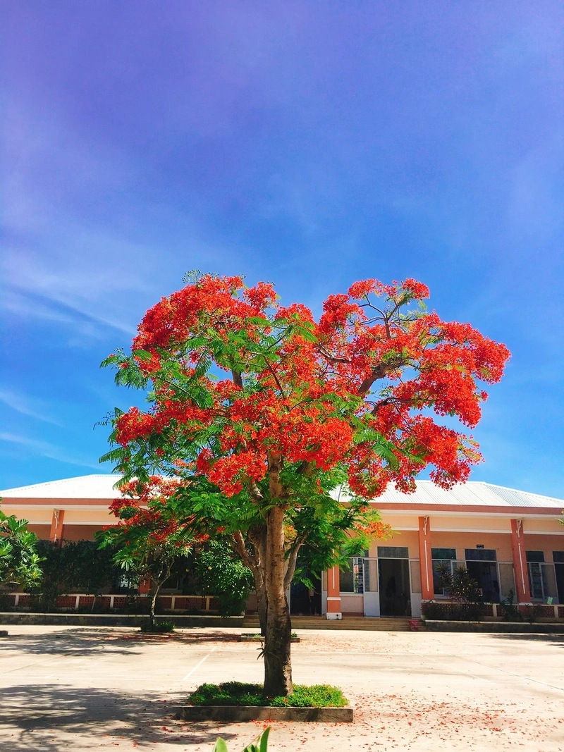 hình nền hoa phượng 5