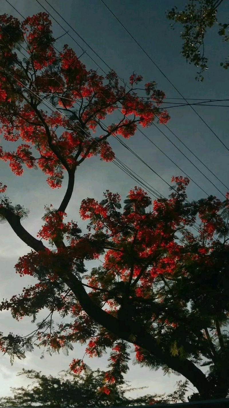 hình nền hoa phượng 6