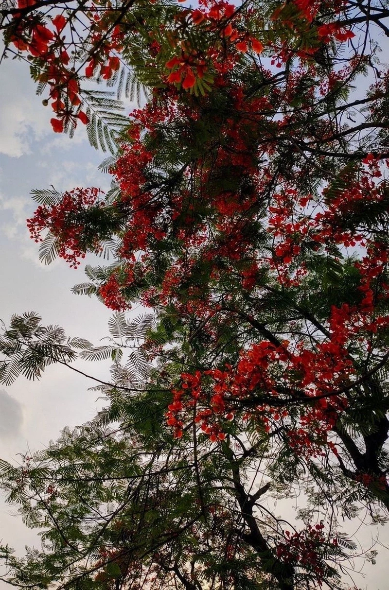 hình nền hoa phượng 7