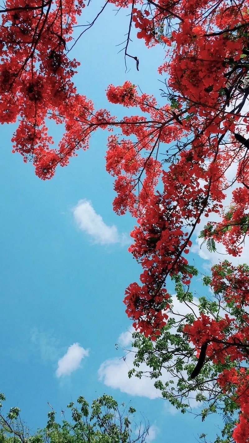 hình nền hoa phượng 8