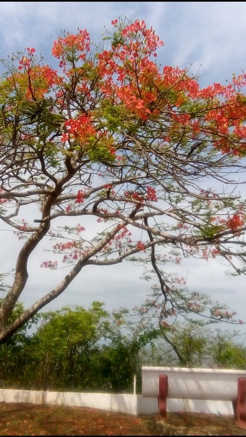 hình nền hoa phượng 9